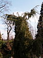 Juniperus communis Horstmann IMG_4560 Jałowiec pospolity